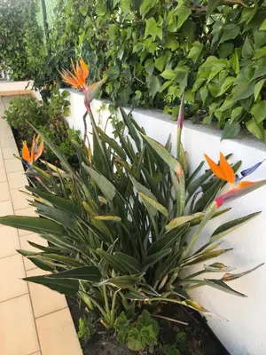 a plant with orange flowers in a garden at Vivenda ROSA Albufeira in Fontainhas
