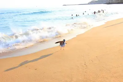 a bird standing on a beach near the ocean at Natural Grey Albufeira in Albufeira