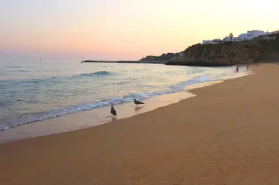 two birds standing on a beach near the ocean at Natural Grey Albufeira in Albufeira