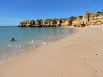 a beach with a dog swimming in the water at São Rafael Beach Apartment in Albufeira