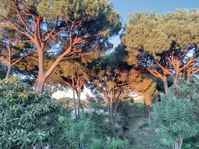 a group of trees in a garden with a pond at Elegant Villa in Vilamoura with Private Pool in Vilamoura
