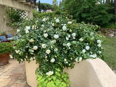 a large pot of white flowers in a garden at Elegant Villa in Vilamoura with Private Pool in Vilamoura