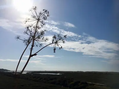 a view of a plant with the sun in the sky at Victory Village Sea Views in Quinta do Lago