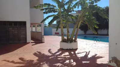 a palm tree in a pot next to a building at Oura Li in Albufeira