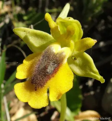 a bee is sitting on a yellow flower at Casa Adega - Quinta Amoreira in Faro