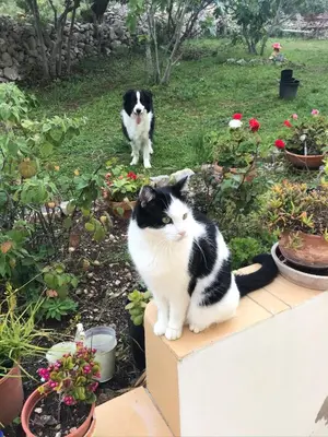 a black and white cat sitting on a step next to a dog at Casa da azinheira in Loulé