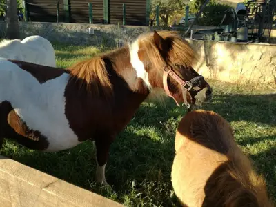 a brown and white horse standing next to a dog at Quinta Vita - Vila Maça in Loulé
