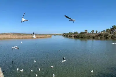 a flock of birds flying over a body of water at Salgados Beach and Relax in Guia