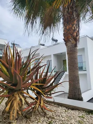 a white building with a palm tree in front of it at 
