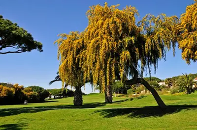 two trees in a park with green grass at Charming Vale Do Lobo Villa Casa Vale Do Lobo 832A 3 Bedrooms in Vale do Lobo