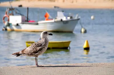 a bird standing on the beach with boats in the water at Villa Varandas Do Lago 5 Bedroom Villa Private Pool Table Tennis in Vale do Lobo