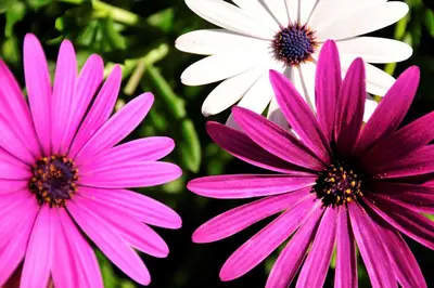 three pink and white flowers in a garden at Villa Quadradinhos 3Q 4 Bedrooms Private Pool Short Walk To The Praca in Vale do Lobo