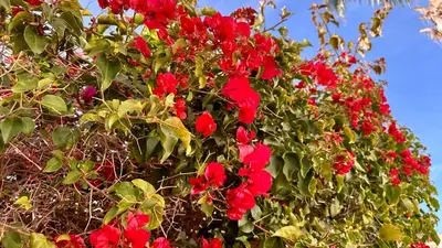 a bunch of red flowers on a tree at Rafael by Check-in Portugal in Albufeira