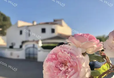 a group of pink flowers with a house in the background at Villa Lilac - walking distance to beach in Albufeira