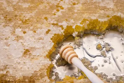 a honey bee sitting on top of a toothbrush at Regency Salgados Hotel & Spa in Albufeira