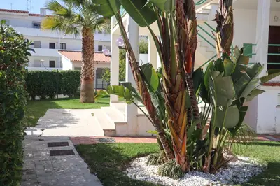 a group of palm trees in a yard with a building at Apartamento Jardim de Sta Eulália in Albufeira