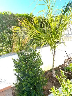 a palm tree in a garden next to a fence at Villa Med - private pool, garden, sun all day, stunning views in Albufeira