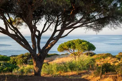 a tree in a field with the ocean in the background at W Residences Algarve in Albufeira