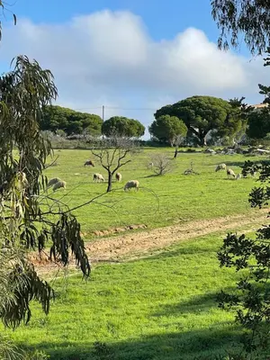 a herd of animals grazing in a field of grass at ALFELI-AP in Olhos de Água