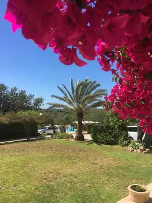 a tree with pink flowers in a park at Stilvolles Architekten-Cottage mit Pool in Boliqueime