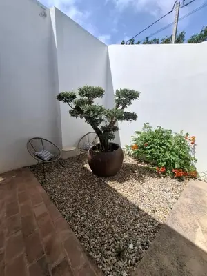 a bonsai tree in a pot next to a white wall at Cosy Guest House - Villa das Alfarrobas in Algoz