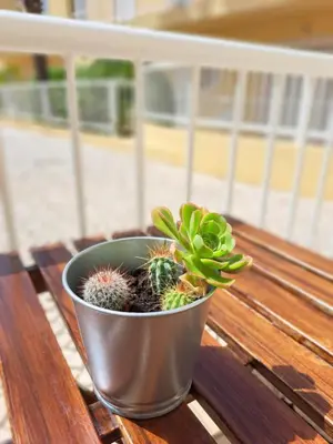 a potted plant sitting on top of a wooden table at Flat Caballero in Guia