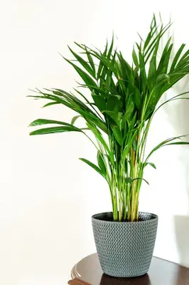 a green plant in a pot sitting on a table at APARTAMENTO TROPICANA in Quarteira