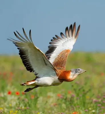 a bird flying in a field of flowers at Albufeira - Cerro Mar Star - Cozy and Relaxing T1 in Albufeira