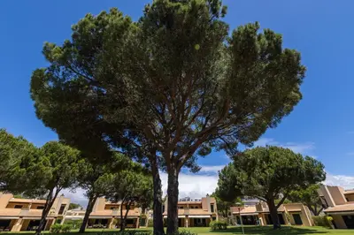 a large tree in a park in front of a building at Casa de Férias com piscina - Condominio Vilamouraténis in Vilamoura