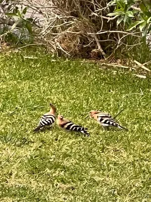 a couple of birds sitting in the grass at Lovely 2 Bedroom Home inside a Resort in Albufeira in Albufeira