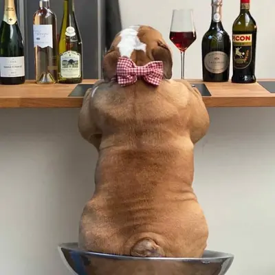 a statue of a dog wearing a bow tie in a bowl at FeWo Cesar Manrique - Albufeira, Portugal in Albufeira