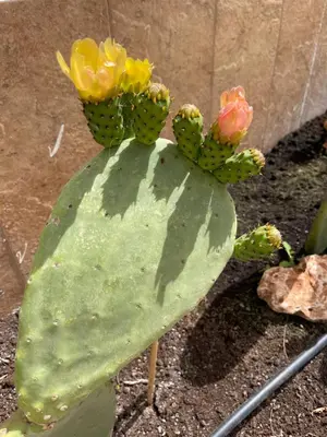 a green cactus with yellow and pink flowers on it at Casa Pedra São Romão in São Brás de Alportel