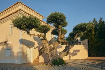 a palm tree in front of a house at Villa Monte das Oliveiras with Private Pool in Albufeira
