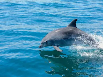 a dolphin jumping out of the water at Luxury Penthouse Apartment Private Jacuzzi, Albufeira in Albufeira
