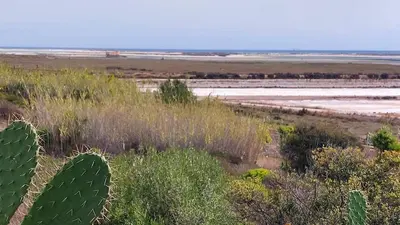 a view of the beach from a field with a cactus at 