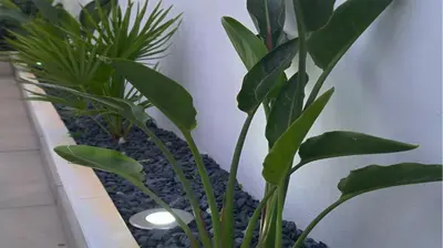 a couple of plants in a pot in a room at Marina Retreat - CleverDetails, for 2 adults and 2 children, Jacuzzi, near the Marina and the beach in Vilamoura