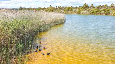 a group of ducks swimming in the water at Casa dos Salgados in Guia