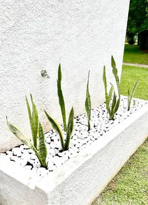 a row of plants in a stone planter next to a wall at Detailed Villa - In Vilamoura's Heart in Vilamoura