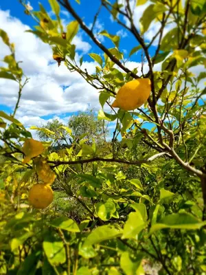 an orange tree with lots of oranges on it at Eco Lodge Villa das Alfarrobas com Piscina in Algoz